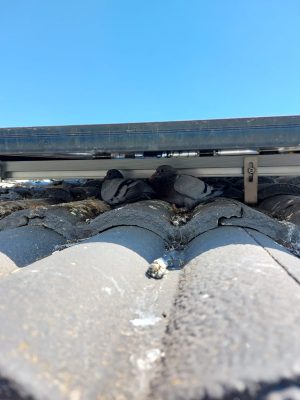 solar panel bird prooing melbourne (11)