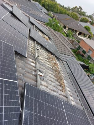 solar panel bird prooing melbourne (2)