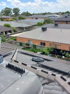 solar panel bird prooing melbourne (4)