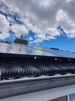 solar panel bird prooing melbourne (7)